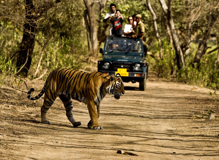 safari tours in india