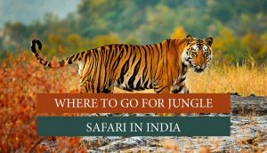 Top 7 Jungle Safari in India- Wildlife Safari in India