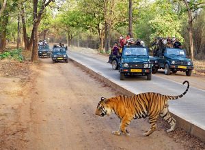 Top 7 Jungle Safari in India- Wildlife Safari in India