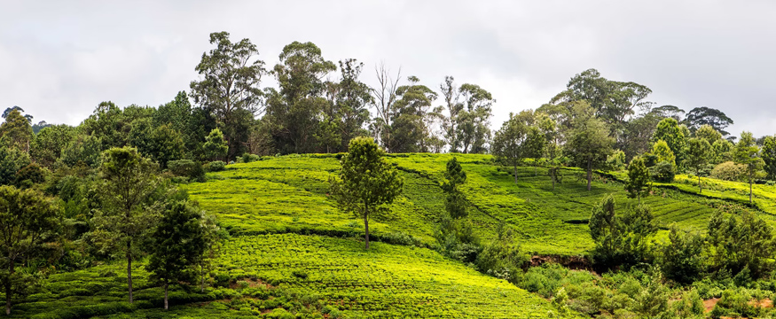 Ooty Tour Package From Bangalore 6992 