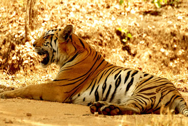 Manas National Park, India, - Wayne Marinovich Photography